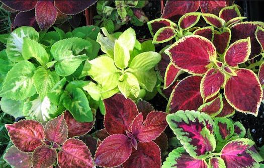 Coleus Forskohlii