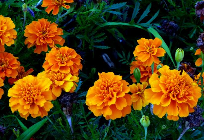 Tagetes Erecta
